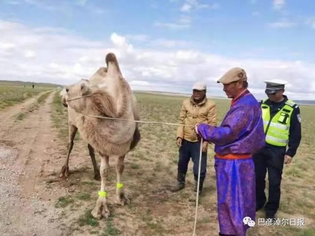 Внутренний монгольский баянан носит светоотражающую ленту на ногах верблюдов
